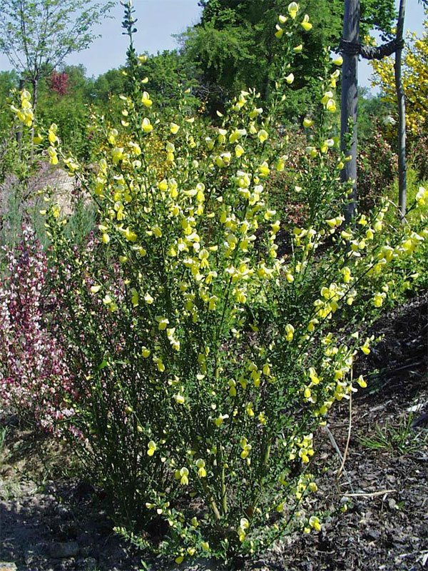 Cytisus scoparius 'Luna', Edelginster