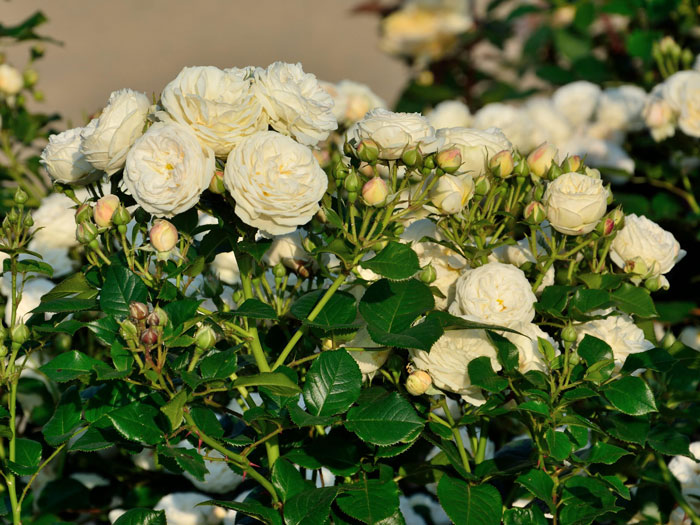 Strauchrose Artemis