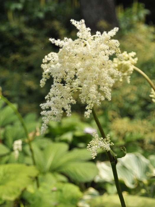 Astilboides tabularis (syn. Rodgersia) Tafelblatt, Schaublatt