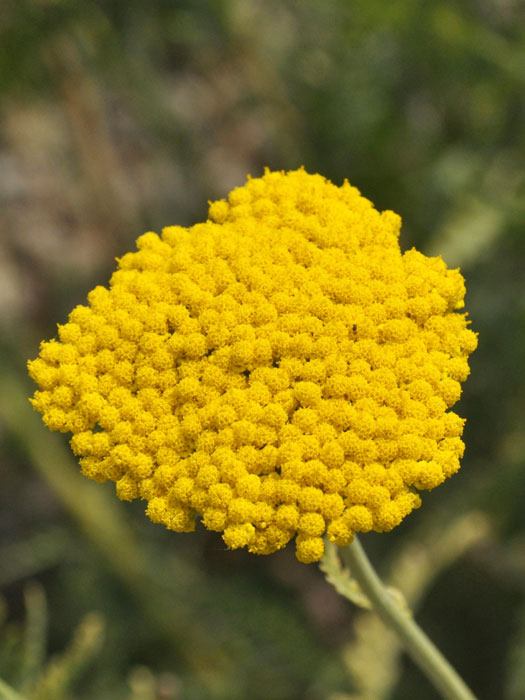 Achillea filipendulina 'Coronation Gold' (M), Schafgarbe, Goldquirl-Garbe