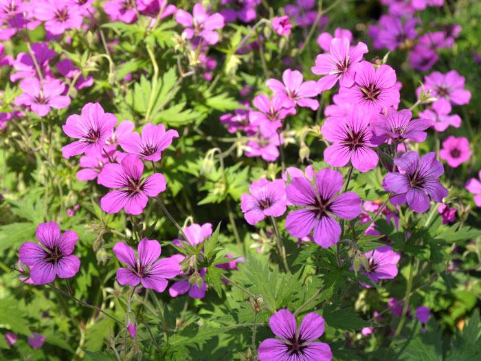 Geranium psilostemon 'Patricia', Armenischer Storchschnabel