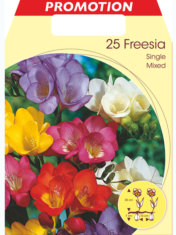 Freesien, einfachblühende Mischung, Freesia Großpackung (Art.Nr. 5223700)