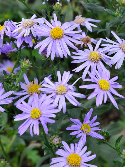 Aster amellus 'Dr. Otto Petschek', Bergaster, Amellusaster