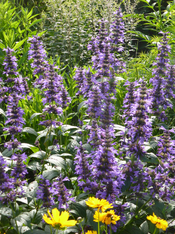 Nepeta x cultorum 'Neptune', Katzen-Minze