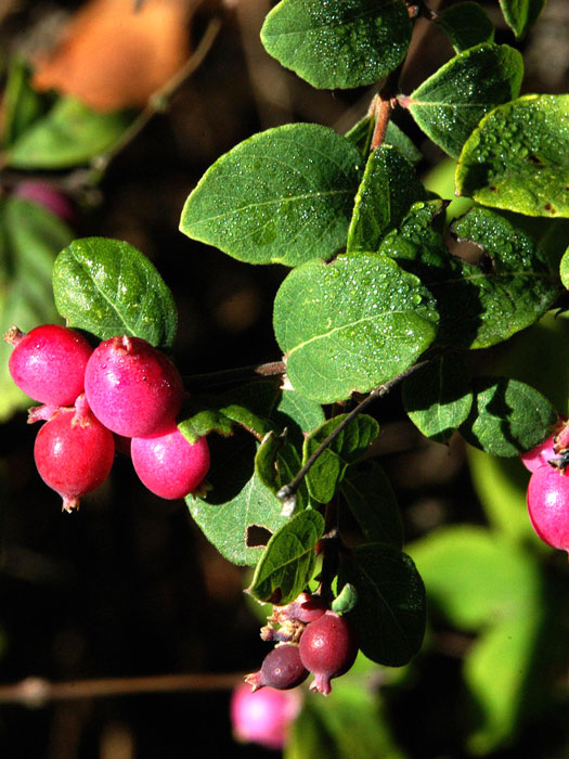 Niedrige Purpurbeere Frucht Laub