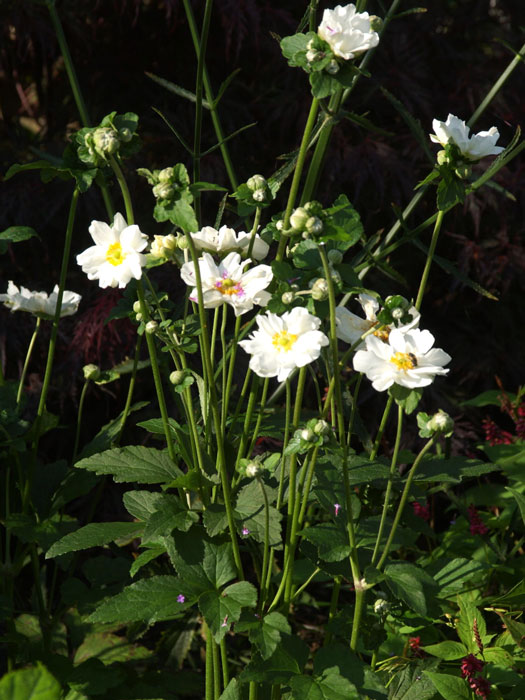 Die Herbstanemone 'Wirbelwind' während der Blüte