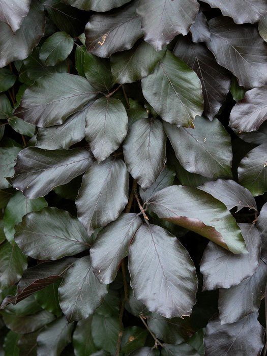 Fagus sylvatica 'Purpurea Pendula', Schwarzrote Hängeblutbuche