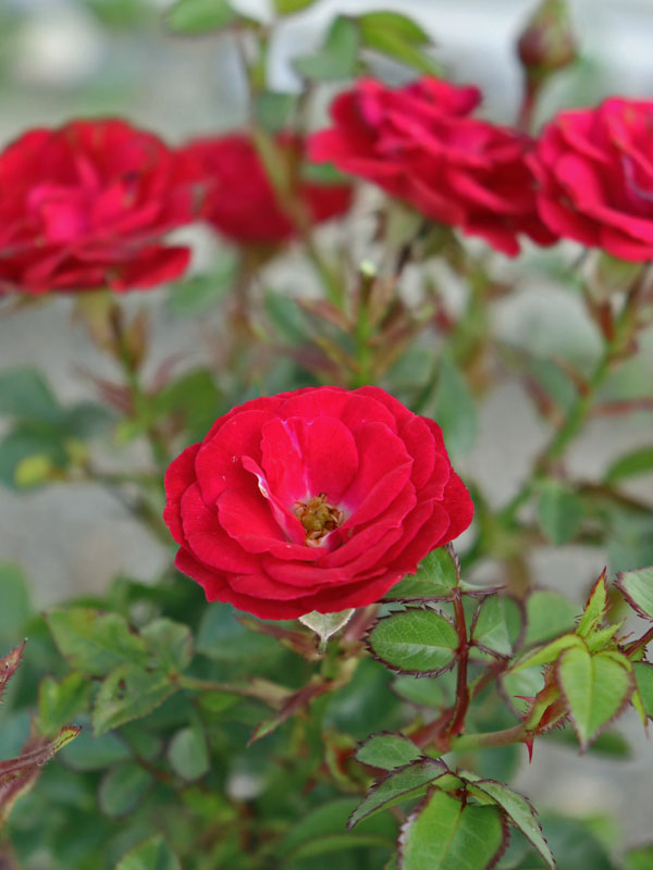 Rose Mandy ® - Kordes