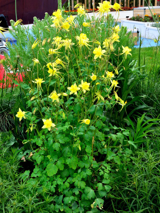 Aquilegia chrysantha 'Yellow Queen', Gelbe Akelei, langspornige Akelei