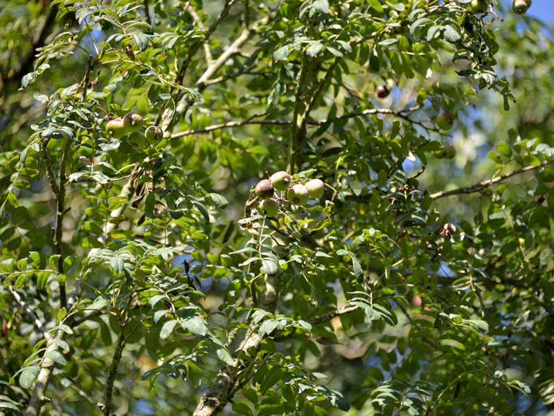 Speierling, Sorbus domestica