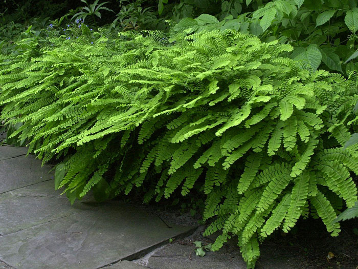 Adiantum pedatum, Frauenhaarfarn, Venushaarfarn, Pfauenradfarn