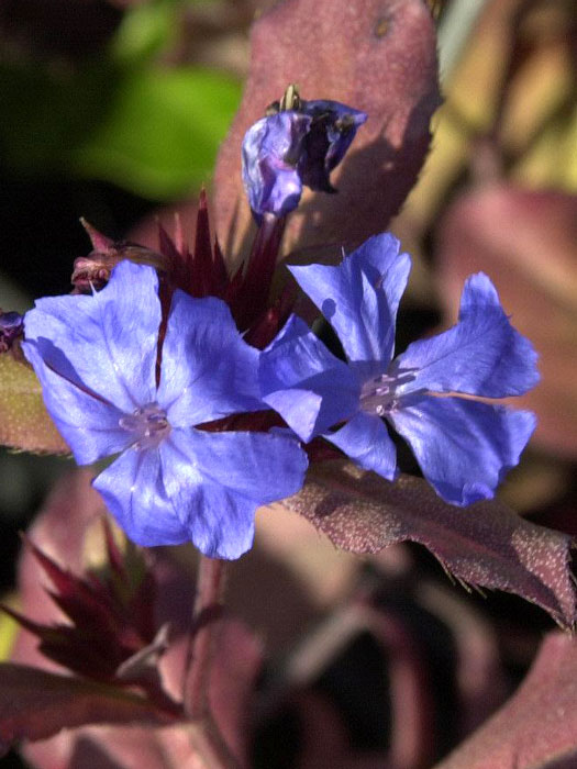 Blatt und Blüte des Schein-Bleiwurz