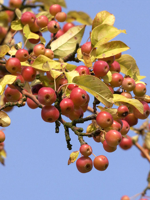 Malus 'Red Sentinel', Zierapfel