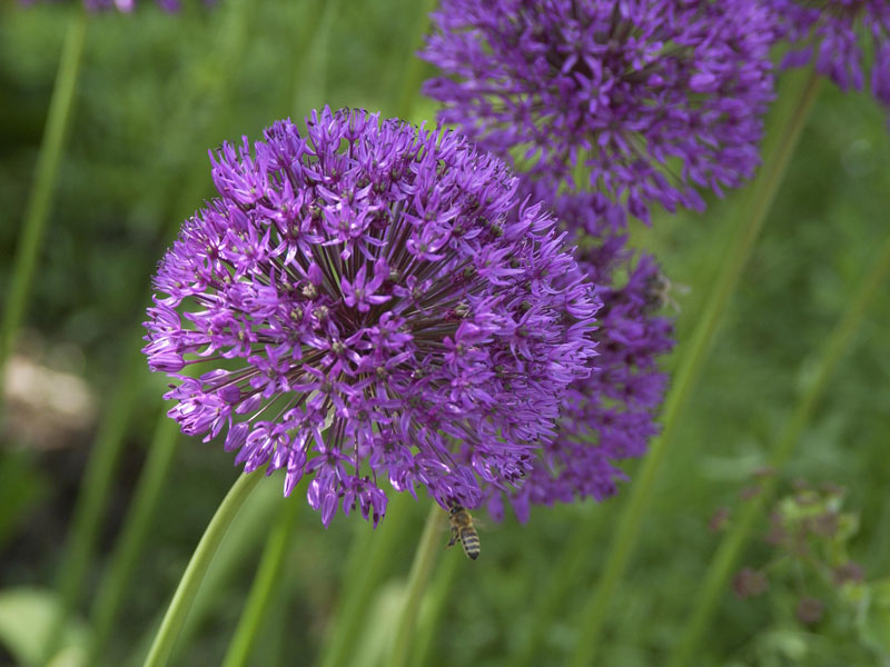 Allium senescens 'Millenium', Zierlauch