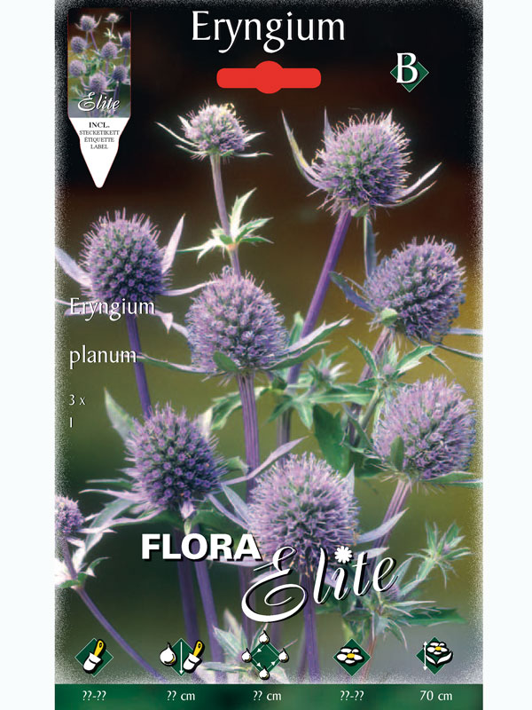 Kleiner Mannstreu, Eryngium planum (Art.Nr. 5211600)