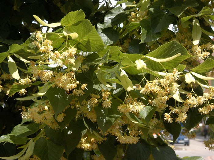 Tilia platyphyllos, Sommerlinde - XXL-Produkt