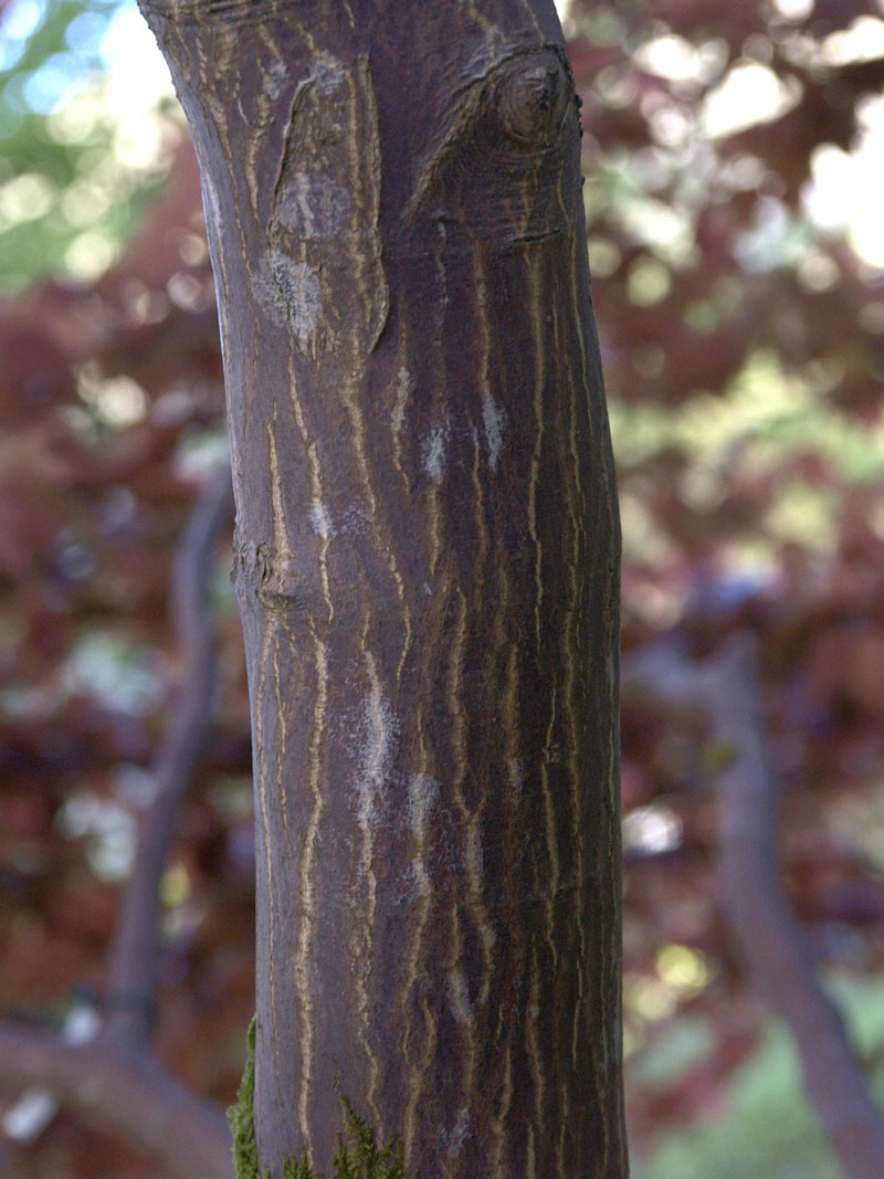 Acer palmatum 'Atropurpureum', Rotblättriger Fächerahorn