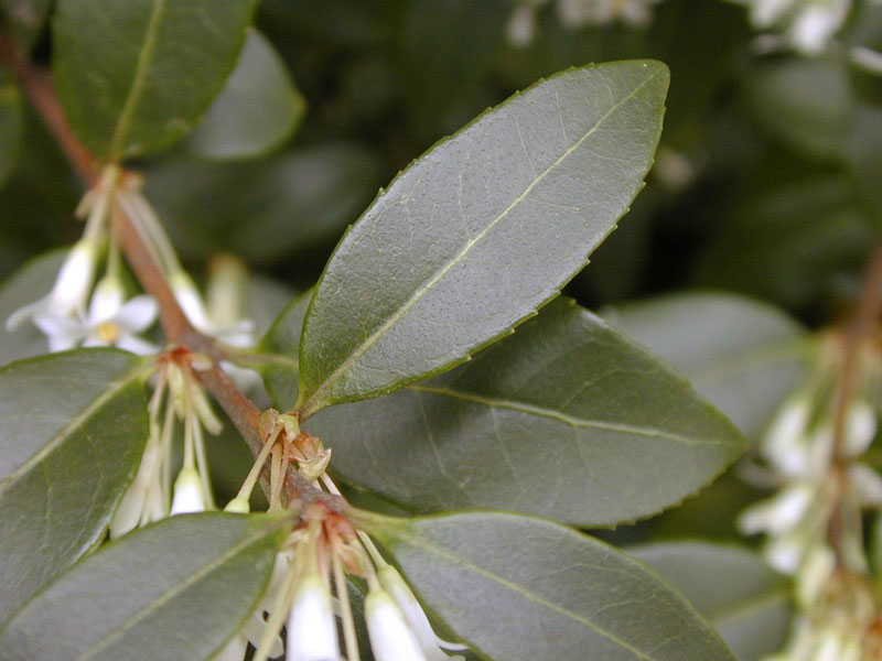 Osmanthus burkwoodii, Frühlings-Duftblüte