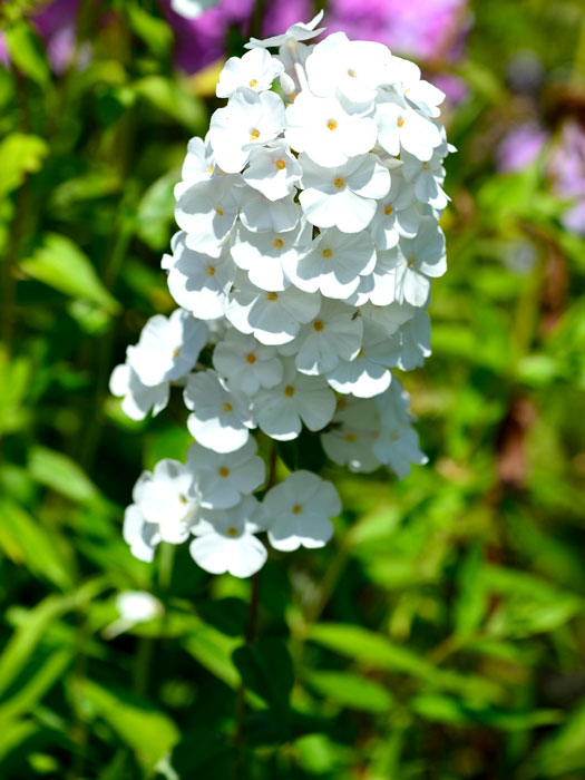 Phlox maculata 'Mrs. Lingard', Flammenblume, Wiesenphlox