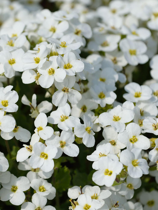 Blüte der Gänsekresse 'Schneehaube'