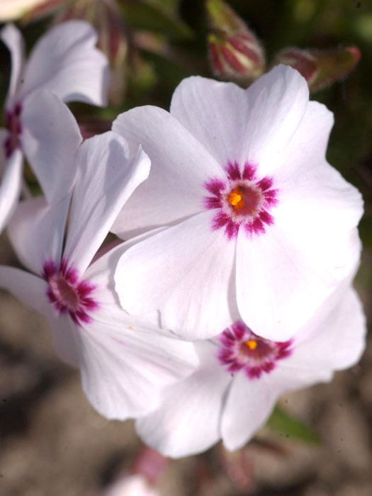 Phlox subulata 'Amazing Grace', Polster-Phlox, Teppich-Phlox, Teppich-Flammenblume