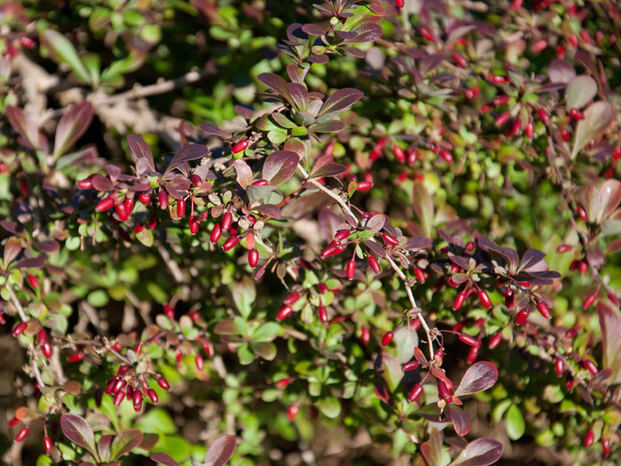 Früchte der Berberis thunbergii Atropupurea Nana