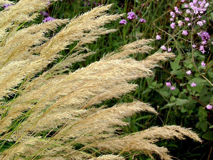 Achnatherum calamagrostis, Silber-Ährengras, Föhngras, Ränkegras