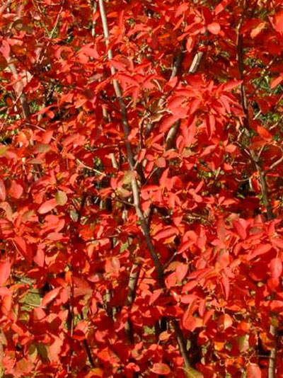 Feuerrote Herbstfärbung der Säulen-Felsenbirne