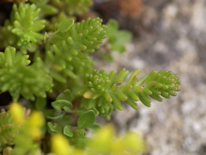 Sedum acre, Scharfer Mauerpfeffer