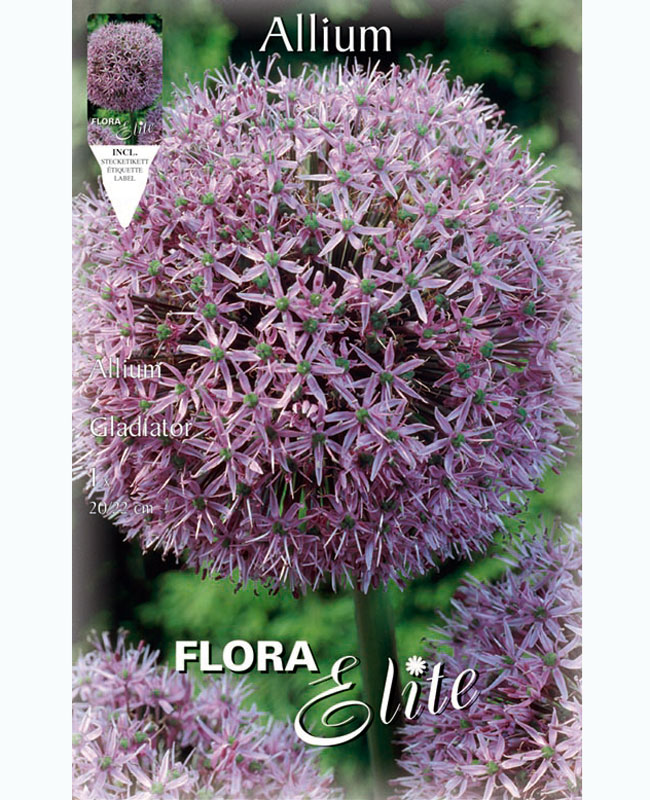 Allium 'Gladiator' (Art.Nr. 5963050)