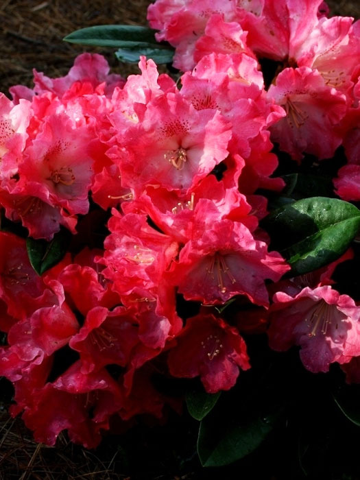 Rhododendron yakushimanum 'Morgenrot'