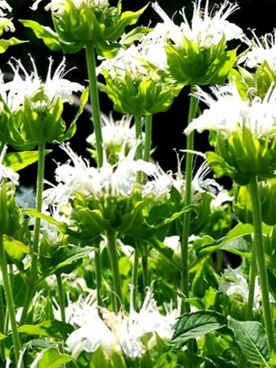 Monarda fistulosa 'Schneewittchen' (M), Indianernessel