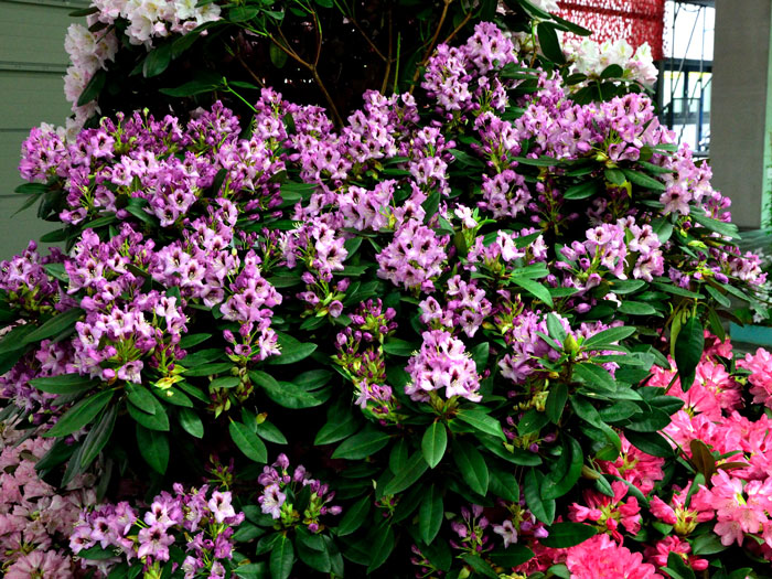 Rhododendron 'Kokardia'