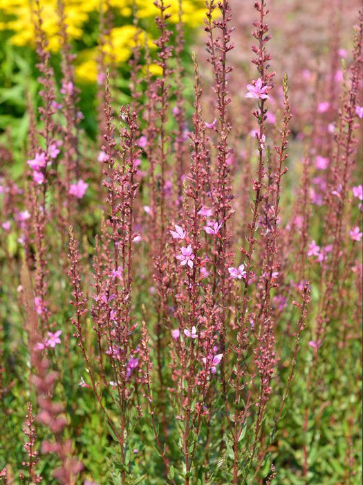 Lythrum virgatum 'Rose Queen', Blutweiderich