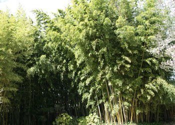 Phyllostachys nigra 'Henonis', Goldhaar-Bambus