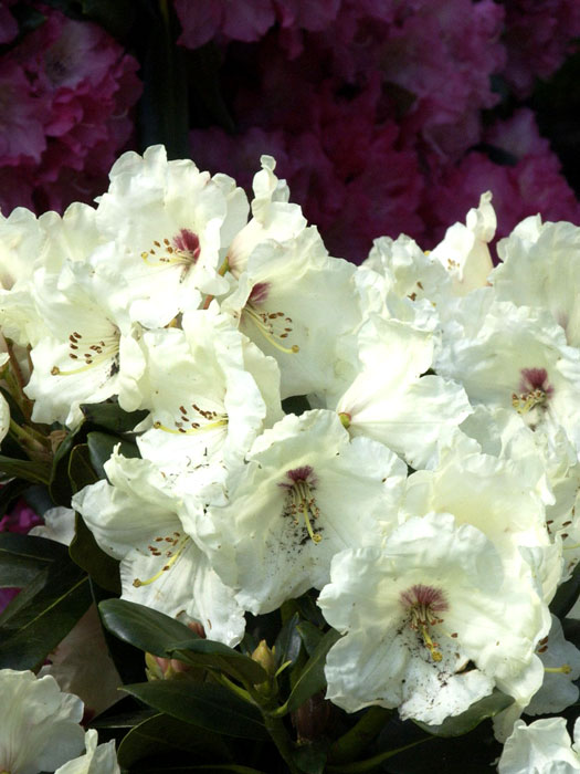 Rhododendron yakushimanum 'Flava'