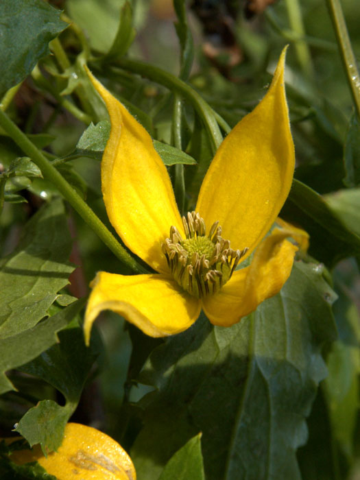 Die Blüte der Goldwaldrebe