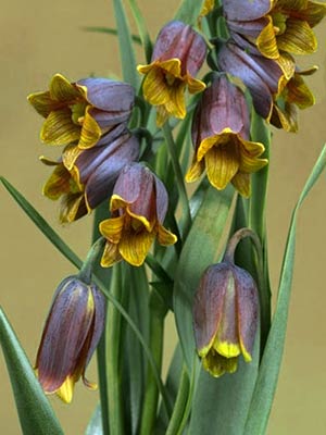 Kaiserkrone 'Uva-Vulpis', Fritillaria (Art.Nr. 596770)