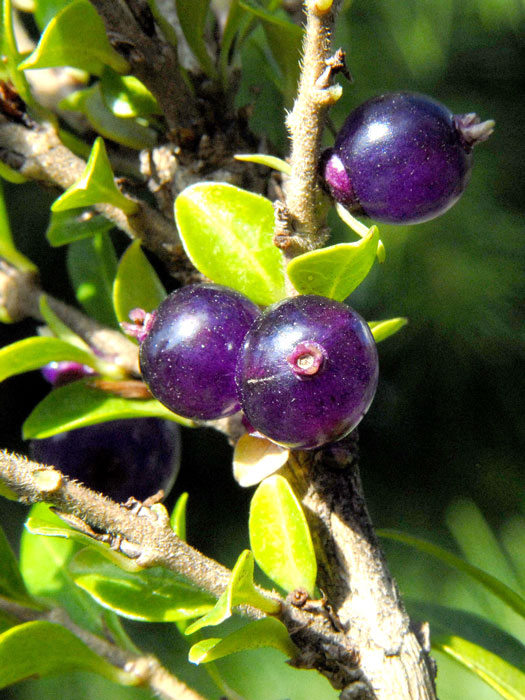 Böschungsmyrte Beeren