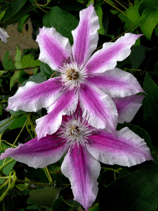 Zweifarbige Blüte der Clematis 'Carnaby'