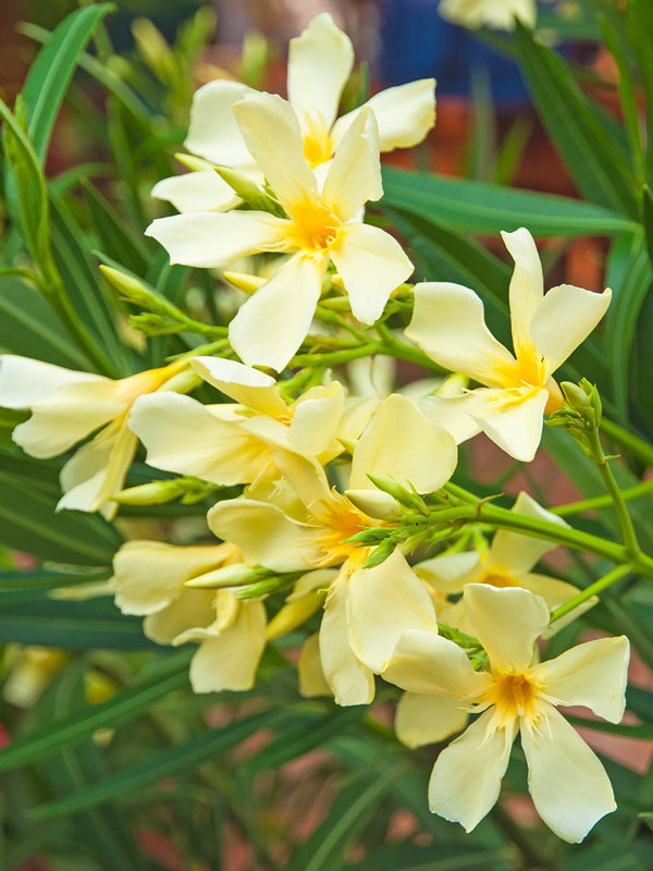 Nerium oleander, Oleander