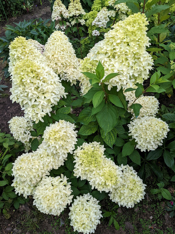 Hydrangea paniculata 'Bobo', Rispenhortensie