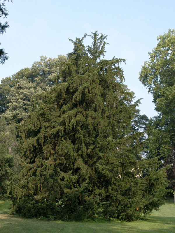 Taxus baccata, Gemeine Eibe