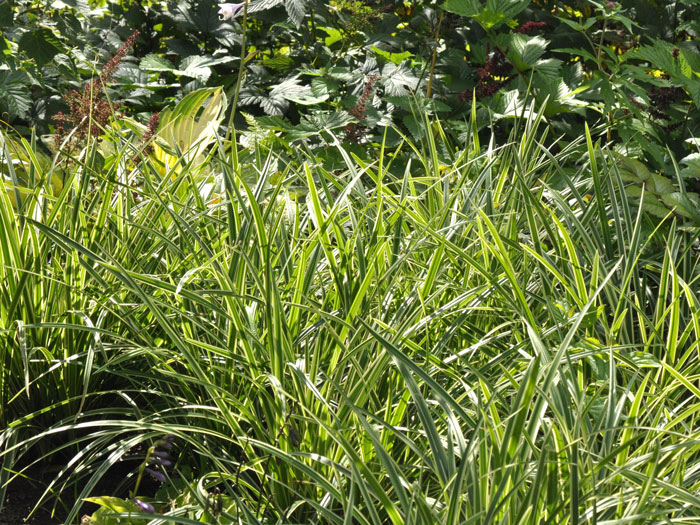 Carex foliosissima 'Ice Dance' (M), Weißrandige Garten-Segge, Teppich-Japan-Segge