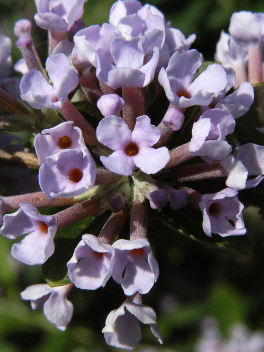 Blüte des Hänge-Sommerflieders