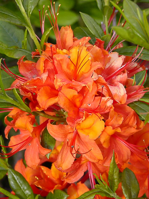 Rhododendron luteum 'Coccinea Speciosa', Sommergrüne japanische Gartenazalee