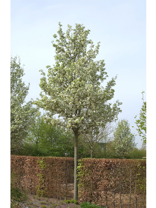 Pyrus calleryana 'Chanticleer', Chinesische Wildbirne - Hochstamm