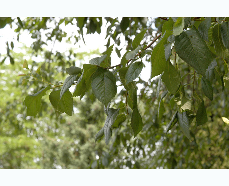 Ulmus laevis, Flatterulme