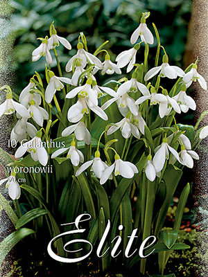 Schneeglöckchen 'Woronowii', Galanthus (Art.Nr. 596802)