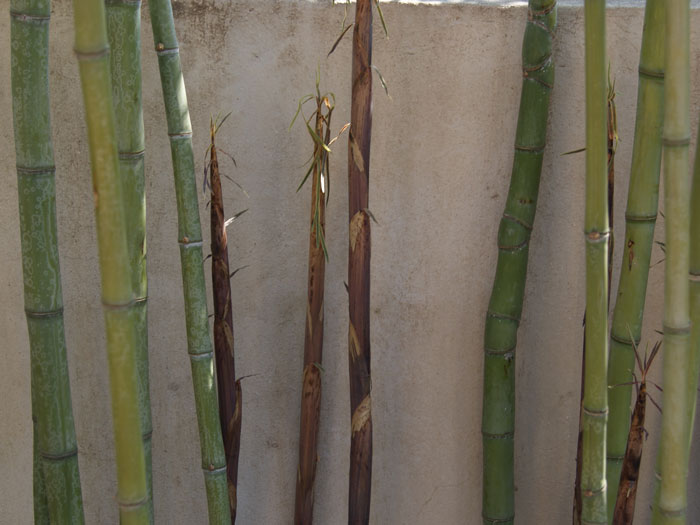 Phyllostachys aurea, Gelber Bambus